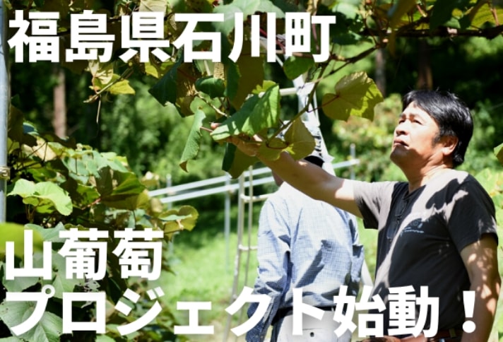 福島県石川町 山葡萄プロジェクト始動！